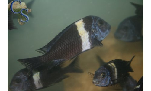 Tropheus duboisi (weiße binde)